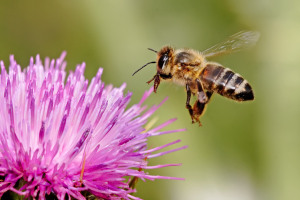 Honeybee_landing_on_milkthistle02 (1)