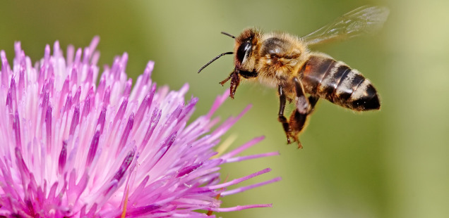 Profile of my honey bee research in Canada's History